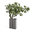 Bonsai Plant With Lush Green Foliage And Artistic Branching In Square Gray Container