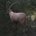 Brown Goat With Large Curved Horns Standing On Grassland Near Trees
