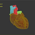 Heart Anatomy Model Medical Device for Detailed Medical Education and Training