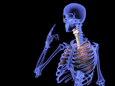 Medical Devices 3D Human Skeleton Model Showing Neck Spine Structure 3d model