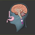3D Human Brain And Stomach Anatomical Model Commercial Medical Teaching Equipment 3d model