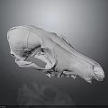White Animal Skull Organ Structure Displayed On Dark Background With Detailed Bone Texture