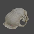 Detailed Animal Skull with Visible Teeth and Eye Sockets on Dark Background