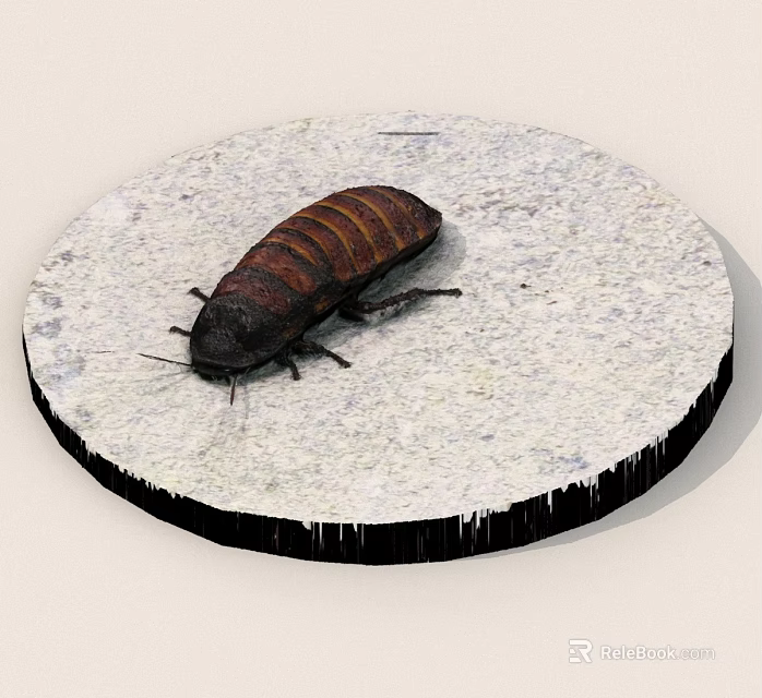 Striped Brownish Red Cockroach with Six Legs and Antennae on White Circular Stone 3d model 