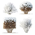 Snow Covered Tree Pit Design With Bushy Trees And Winter Landscape