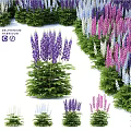 Colorful Delphinium Flowers Garden Decor With Purple Pink White Blooms And Green Foliage
