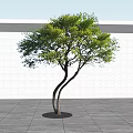 Lush Green Arbor With Curved Trunks Against White Wall Gray Ground And Blue Sky