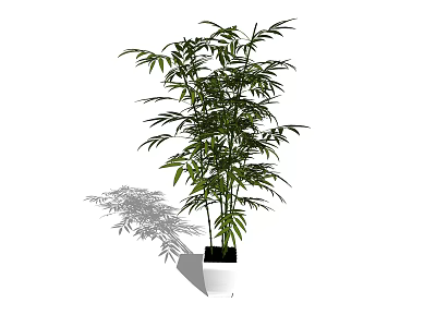 Indoor Decorative Bamboo Bonsai Plant in White Ceramic Pot with Green Leaves 3d model