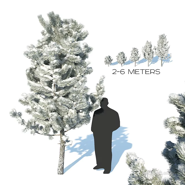 Evergreen Tree With Human Silhouette Showing Two to Six Meters Height and Various Sizes 3d model 