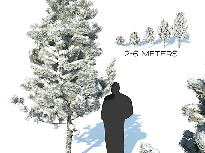Evergreen Tree With Human Silhouette Showing Two to Six Meters Height and Various Sizes 3d model