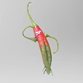 Cute Cartoon Chili Pepper Character With Red Green Body And Eyes Arms Legs
