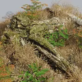 Green Plants And Orange Ferns Growing Around Moss Covered Log With Dry Grass