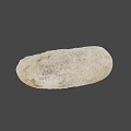 Detailed Natural Ivory Seashell With Textured Surface On Gray Background