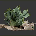 Green Cactus Plant With Small Buds Growing On Rocky Soil Surface