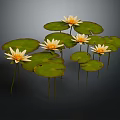 Beautiful Yellow Water Lilies With Green Lily Pads On Dark Background