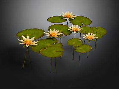 Beautiful Yellow Water Lilies With Green Lily Pads On Dark Background 3d model