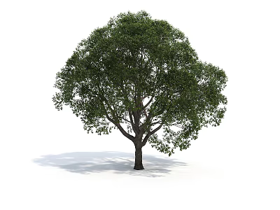 Single Lush Arbor With Green Leaves Dense Foliage And Strong Brown Trunk In Natural Form 3d model
