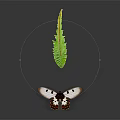 Modern Butterfly Colored Butterfly 3d model