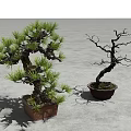 Plant Combination of Leafy and Leafless Bonsai Trees in Square and Round Pots