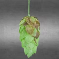 Fresh Green Hop Cone With Brown Edges On Gray Background