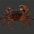 Red Aquatic Crab with Vibrant Red Shell and Claws on Gray Background with Reflective Surface 3d model