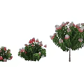 Beautiful Pink And White Flowers With Green Leaves In Various Plant Sizes