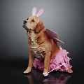 Adorable Labrador Wearing Pink Bunny Ears Fairy Wings Tutu Skirt Holding Pink Magic Wand