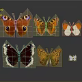 Multiple Colorful Butterflies With Eye Spots And Patterns On Gray Background With Reflections