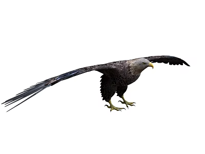 Majestic Eagle Flying Animal with Spreading Wings Sharp Talons and Powerful Stance 3d model