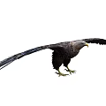 Majestic Eagle Flying Animal with Spreading Wings Sharp Talons and Powerful Stance