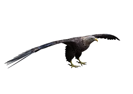 Eagle Raptor Bird Animal Bird 3d model