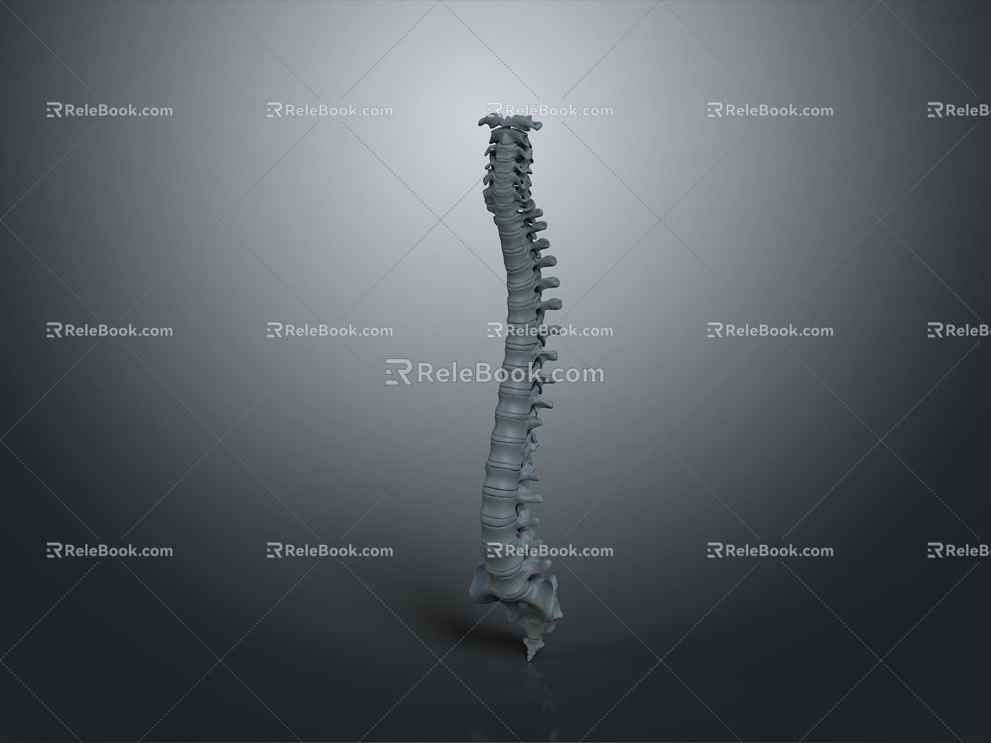 Vertebrae Cervical vertebrae Vertebrae Bone Bone Human Bone Bone Human Body Organ 3d model