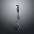 3D Human Spine Anatomical Model Medical Device For Educational Anatomical Study 3d model