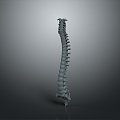 Vertebrae Cervical vertebrae Vertebrae Bone Bone Human Bone Bone Human Body Organ 3d model