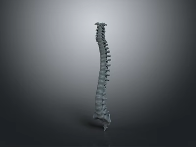 3D Human Spine Anatomical Model Medical Device For Educational Anatomical Study 3d model