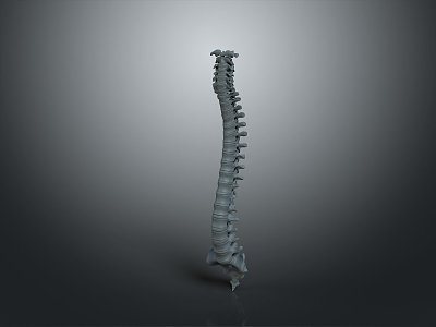 Vertebrae Cervical vertebrae Vertebrae Bone Human Bone Human Body Organ 3d model