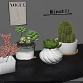 Various Succulent Plants In Different Ceramic Planters For Indoor Tabletop Decor