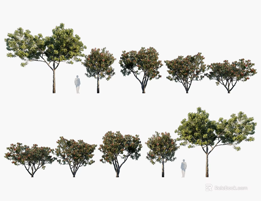 Various Arbor Trees with Different Sizes Shapes and Human Figure for Scale 3d model