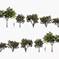 Various Arbor Trees with Different Sizes Shapes and Human Figure for Scale 3d model