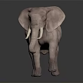 Realistic Gray Elephant With Large Ears Long Trunk And Tusks On Dark Reflective Surface