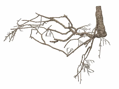 Leafless Dry Tree Branch With Multiple Twigs And Natural Texture 3d model