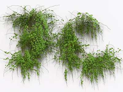 Natural Green Vines with Hanging Lush Leaves as Indoor Decor on White Background 3d model