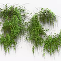 Natural Green Vines with Hanging Lush Leaves as Indoor Decor on White Background