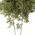 Bonsai Plants with Green Leaves and White Trunks in Black Pots for Indoor Decor