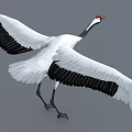 Red-crowned Crane Flying With White Body Black Wings Red Crown And Long Legs