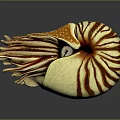 Modern Nautilus Shell Sea Shell Seafoil 3d model