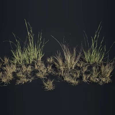 Types of Grass Plants with Various Heights Green and Dried Brown in Black Background 3d model