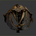 Detailed Fish Skeleton Anatomical Structure With Bone Remains And Skeletal Framework