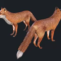 Detailed Realistic 3D Model of Two Red Foxes Standing on Black Background