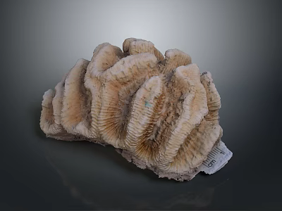 Natural Coral Polyps Skeleton With Fan Shaped Textured Brown White Formation 3d model